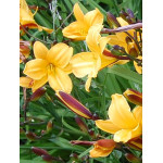 Hemerocallis Jojo