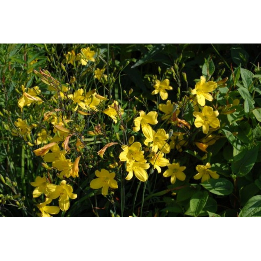 Hemerocallis Jojo