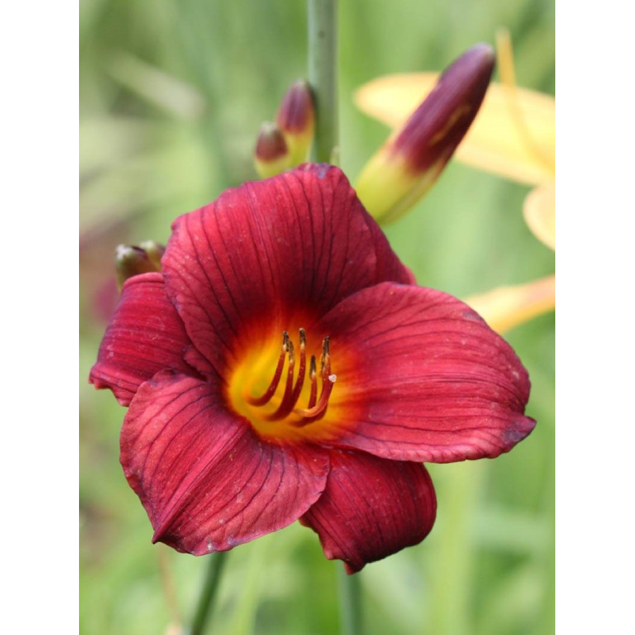 Hemerocallis Little Joy