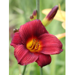 Hemerocallis Little Joy