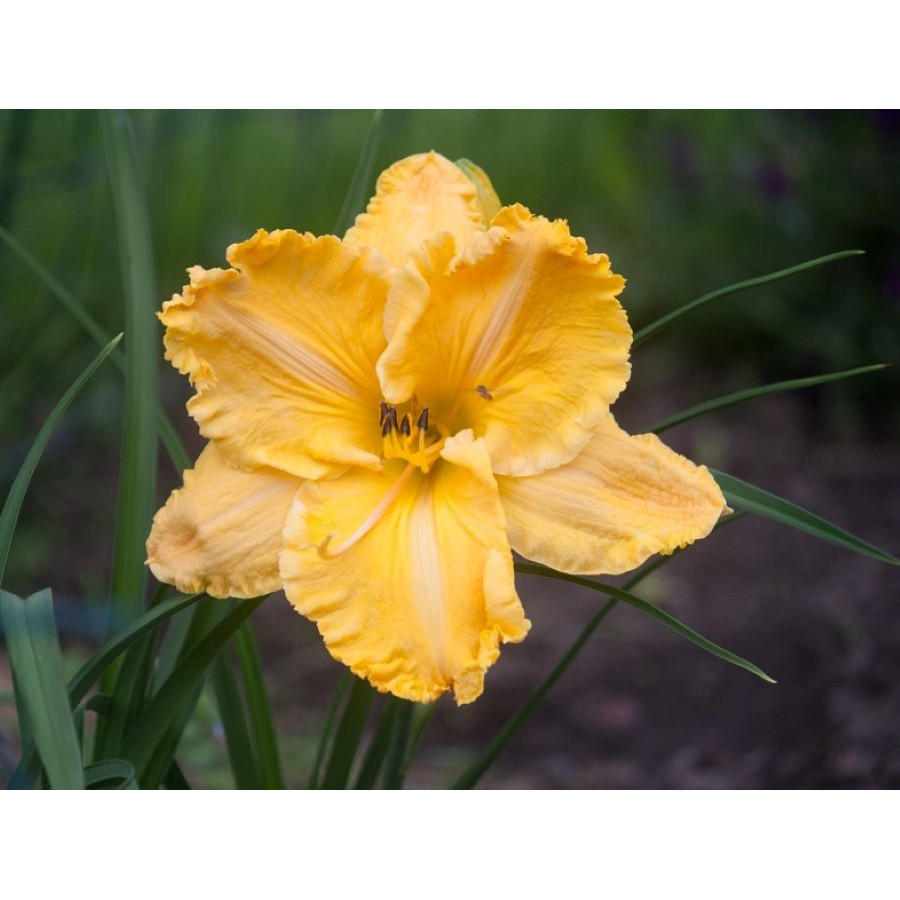 Hemerocallis Ledgewood's Carved in Gold Liliowiec