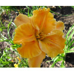 Hemerocallis Ledgewood's Carved in Gold Liliowiec