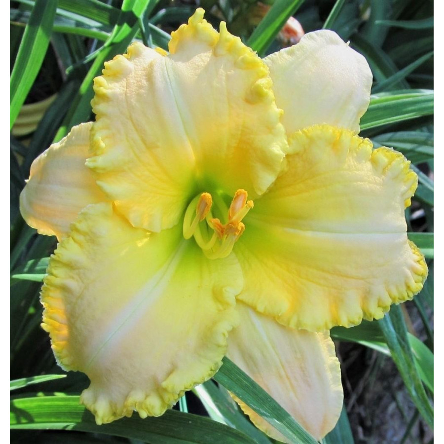 Hemerocallis My Special Angel Liliowiec