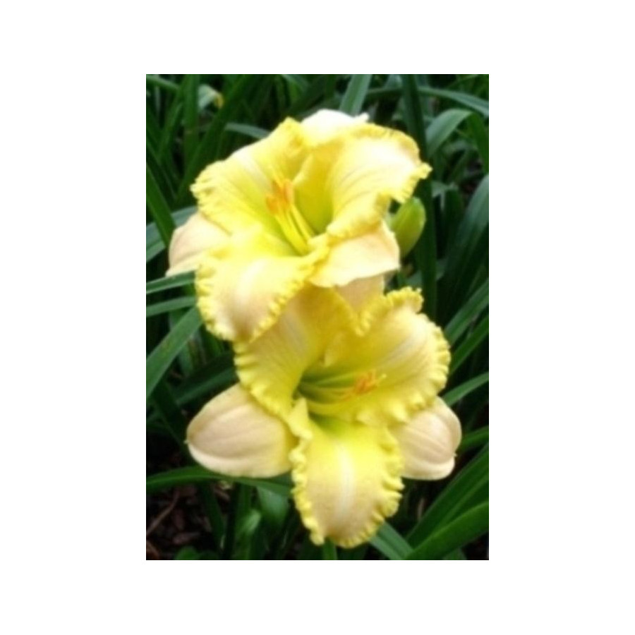 Hemerocallis My Special Angel Liliowiec
