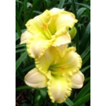 Hemerocallis My Special Angel Liliowiec