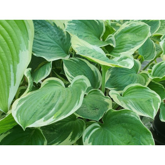 Hosta Crusader Funkia