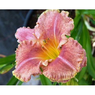 Hemerocallis Polka Dot Bikini