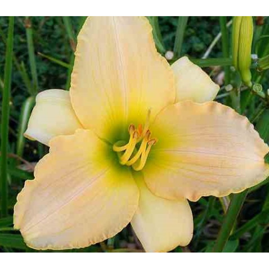 Hemerocallis Precious Princess