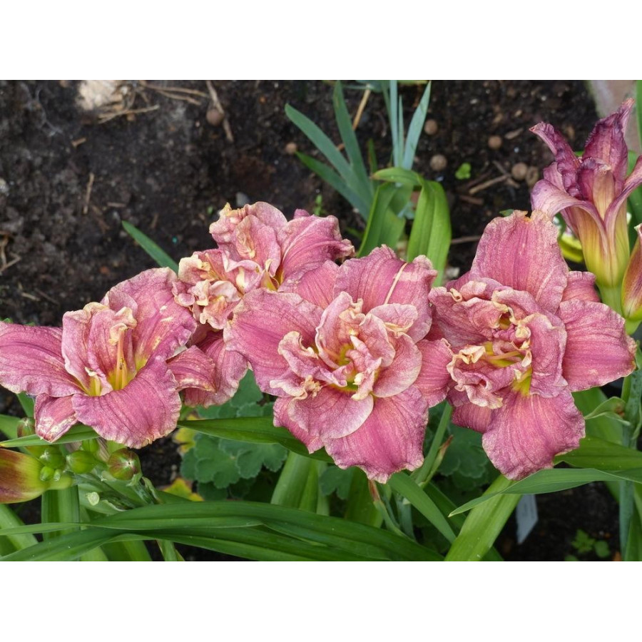 Hemerocallis Spotted Fever