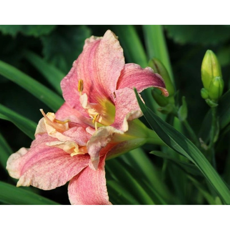 Hemerocallis Spotted Fever