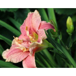 Hemerocallis Spotted Fever