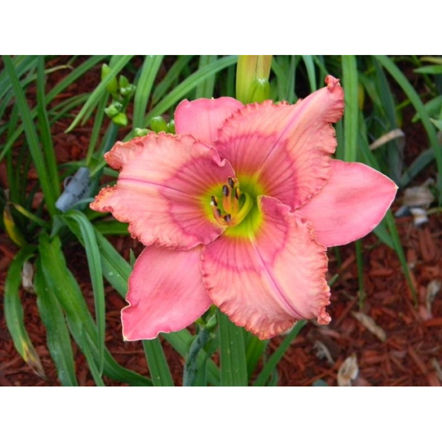 Hemerocallis Spacecoast Dream Catcher