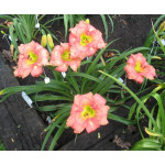 Hemerocallis Spacecoast Dream Catcher