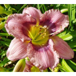 Hemerocallis Steely Blue Eyes Liliowiec