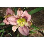 Hemerocallis Steely Blue Eyes