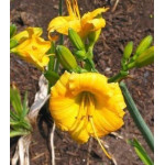 Hemerocallis Texas Sunlight Liliowiec