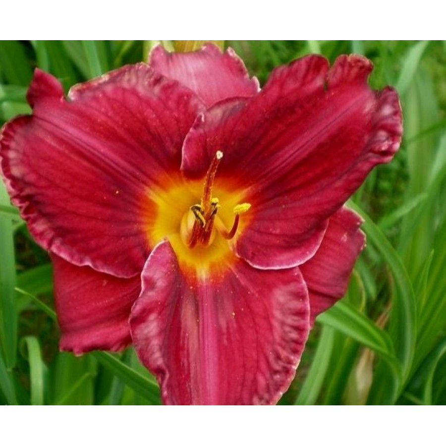 Hemerocallis Trond