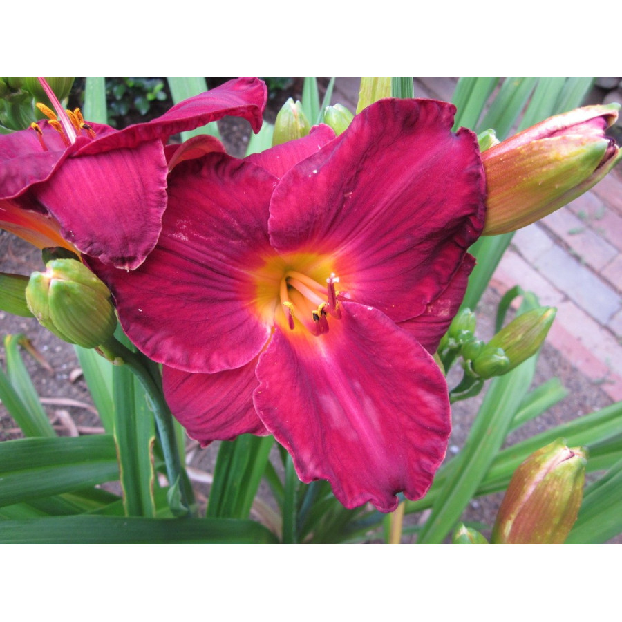 Hemerocallis Trond