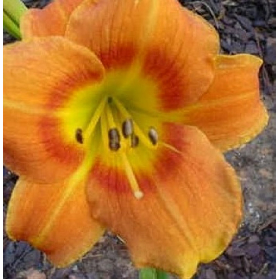 Hemerocallis Tiger Time Liliowiec