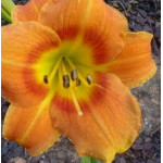 Hemerocallis Tiger Time Liliowiec