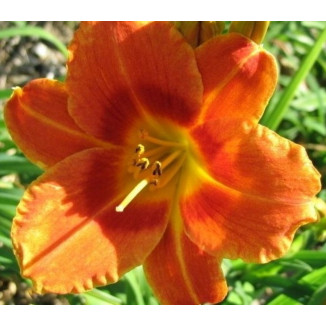 Hemerocallis Tiger Time Liliowiec
