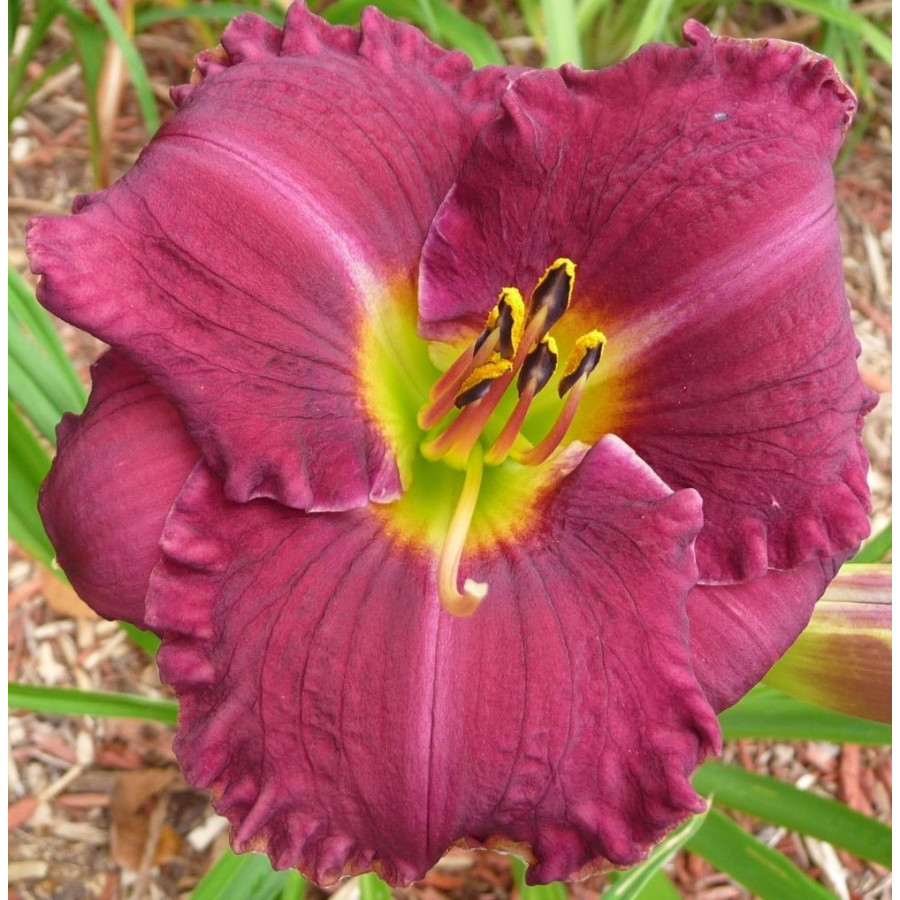 Hemerocallis Utopia Oblivion