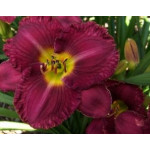 Hemerocallis Utopia Oblivion