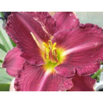 Hemerocallis Utopia Oblivion