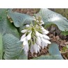 Hosta Bressingham Blue Funkia