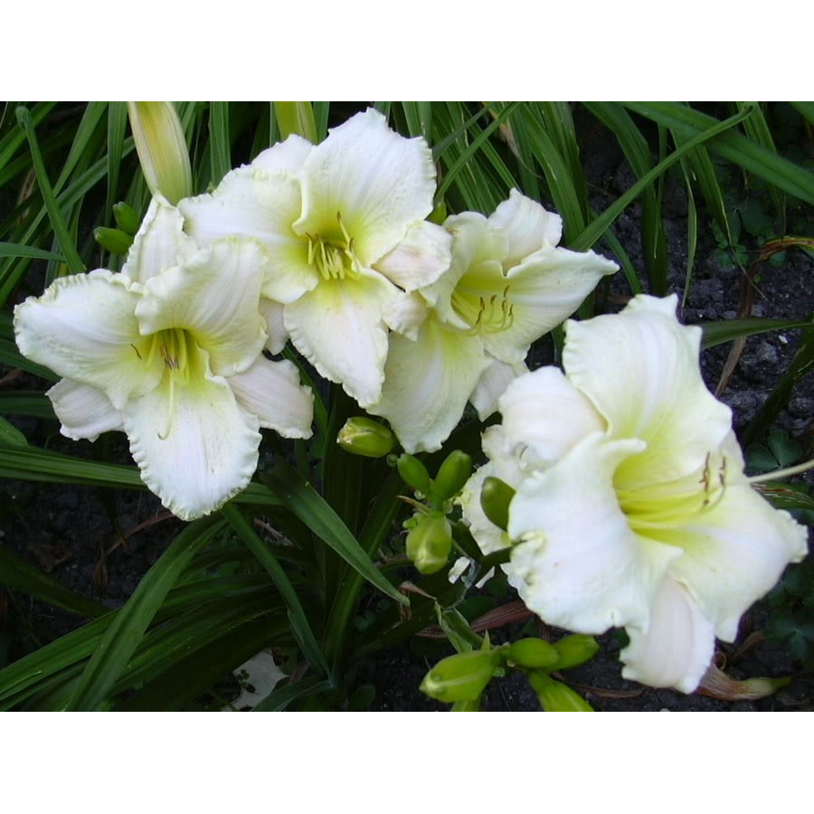 Hemerocallis White Tie Affair liliowiec