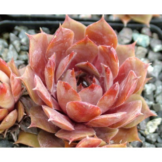 Sempervivum Pfefferkuchen Rojnik