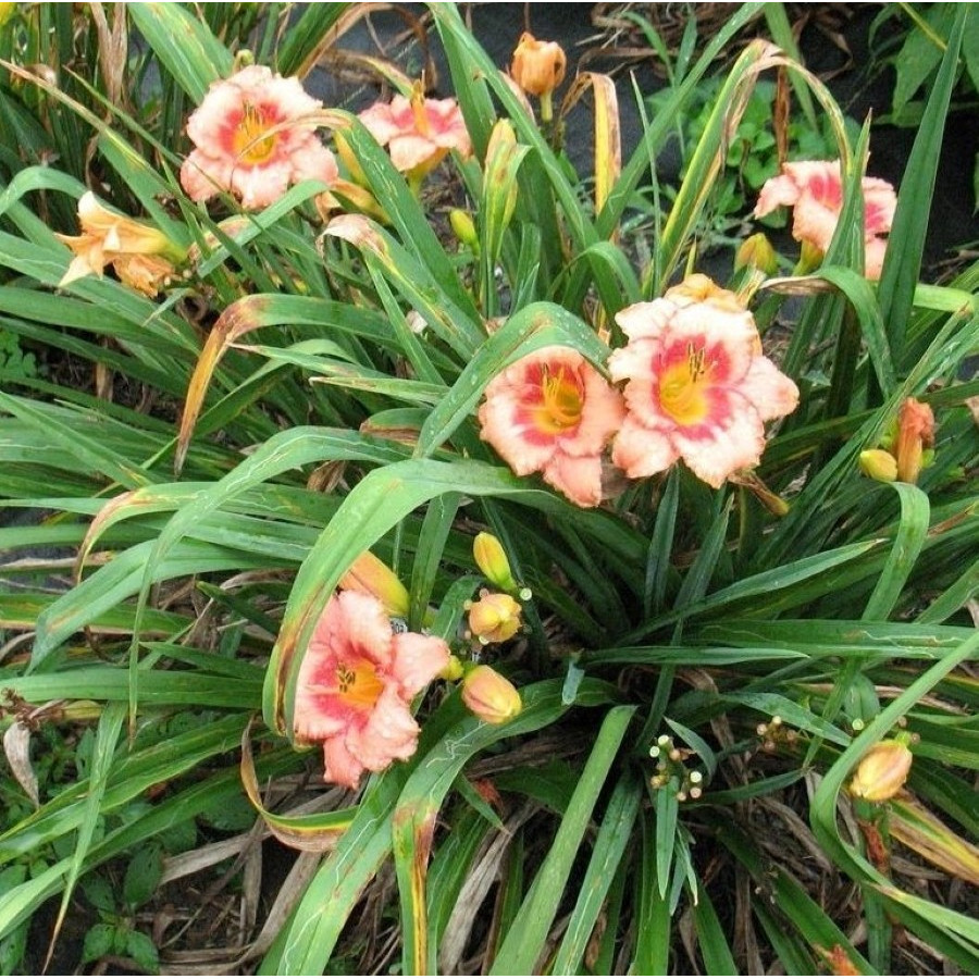 Hemerocallis Strawberry Fields Forever