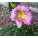 Hemerocallis Pastures of Pleasure Liliowiec