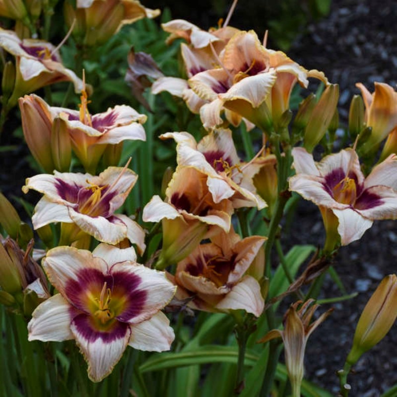 Hemerocallis Blueberry Candy Liliowiec