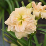 Hemerocallis Bowl of Cream Liliowiec