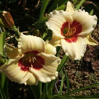 Hemerocallis Brilliant Circle Liliowiec