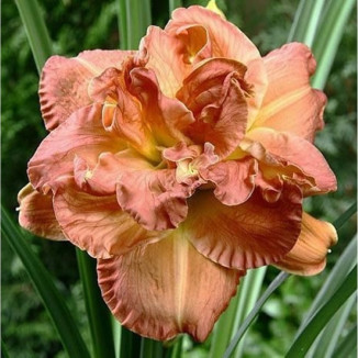 Hemerocallis Candlelight Dinner Liliowiec