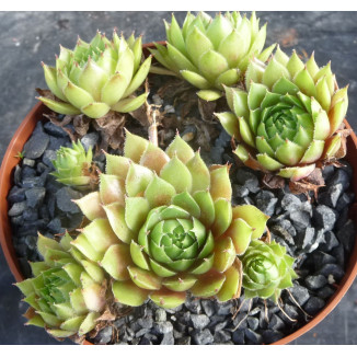 Sempervivum Pipifax Rojnik