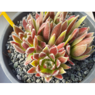 Sempervivum Pippin Rojnik