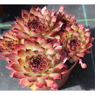 Sempervivum Pippin Rojnik