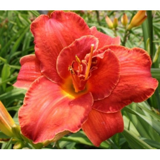Hemerocallis Moses Fire Liliowiec