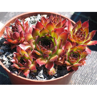 Sempervivum Piton Rojnik