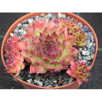 Sempervivum Piton Rojnik