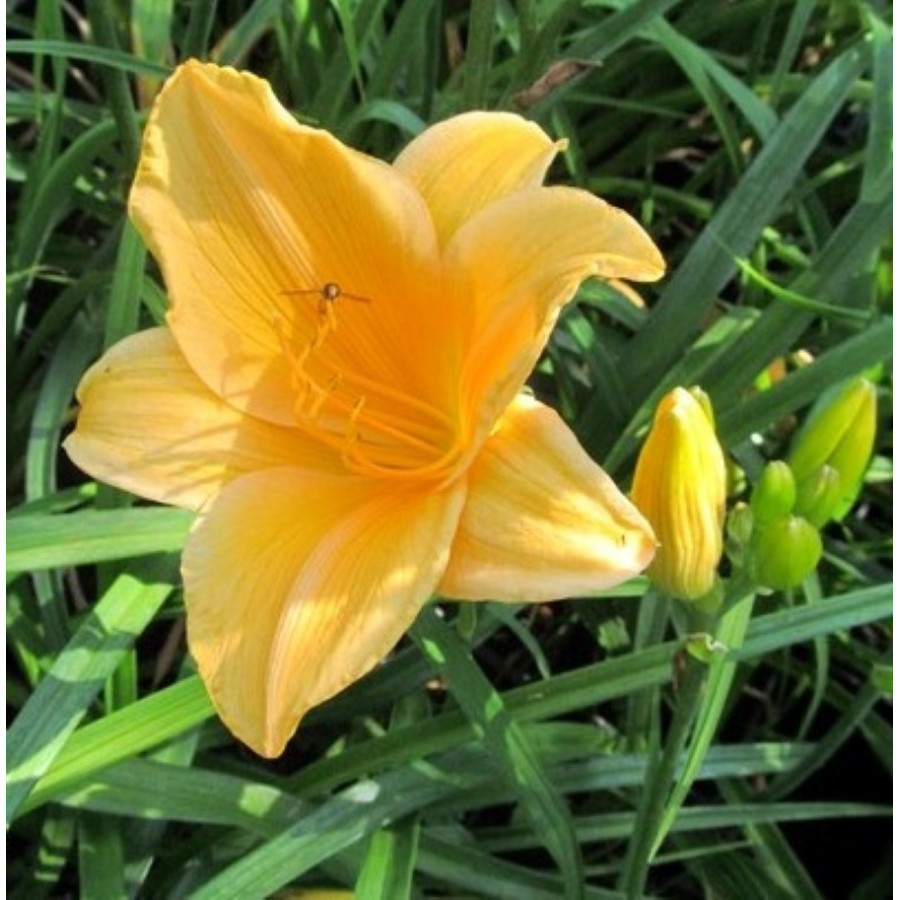 Hemerocallis Ewa Liliowiec