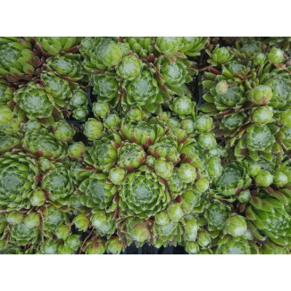 Sempervivum Pixie Rojnik