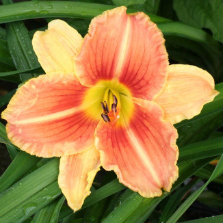 Hemerocallis Veins of Truth Liliowiec