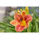 Hemerocallis Veins of Truth Liliowiec
