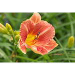 Hemerocallis Veins of Truth Liliowiec