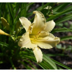 Hemerocallis EveryDaylily Bronze Liliowiec