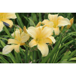 Hemerocallis EveryDaylily Bronze Liliowiec